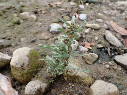 marsh cudweed
