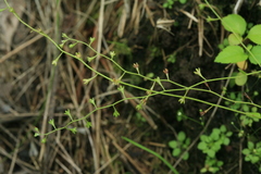 Trigonotis peduncularis