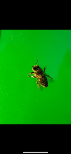 Western Honey Bee