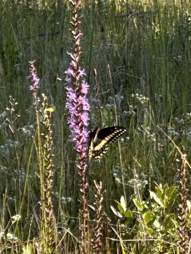 Black Swallowtail