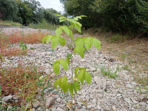 box elder