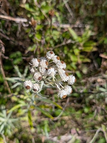 pearly everlasting