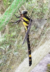 Gomphidia kodaguensis