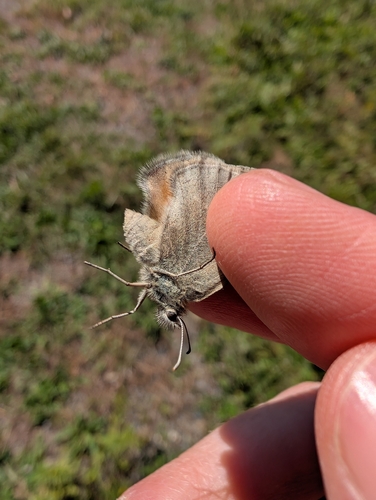 Common Ringlet