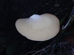 Crepidotus nephrodes