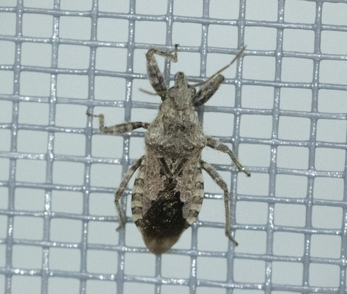 Coranus griseus