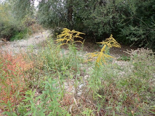 Canada goldenrod