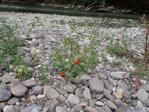 tomato