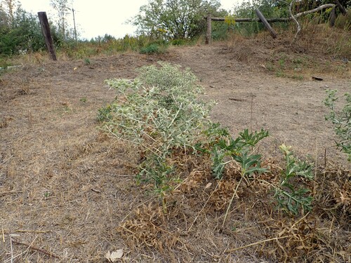 Field Eryngo