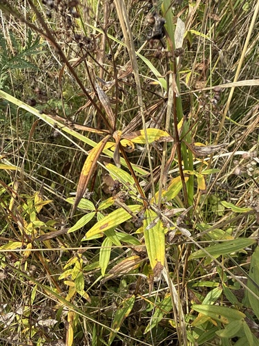 Galium rubioides, photograph 3
