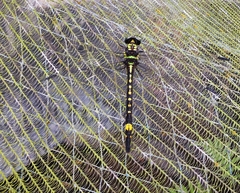 Gomphidia kodaguensis