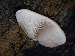 Crepidotus nephrodes