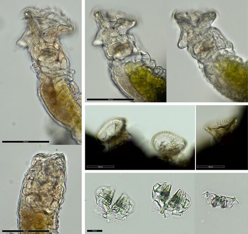 Ptygura wilsonii