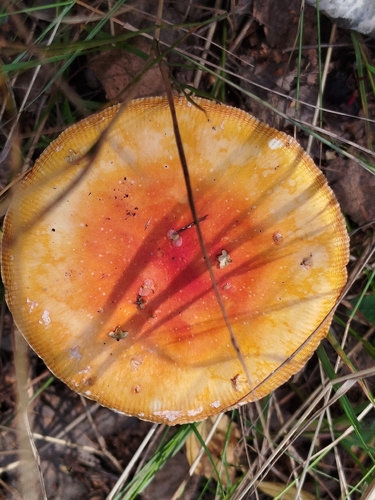 Fly Agaric