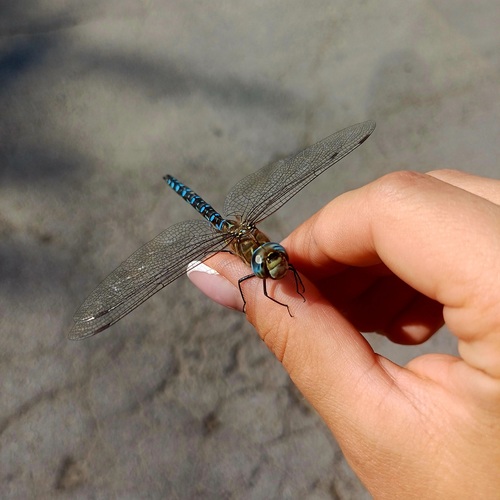 Migrant Hawker