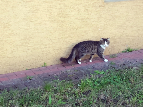 Domestic Cat