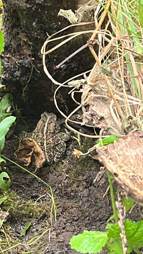 American Toad