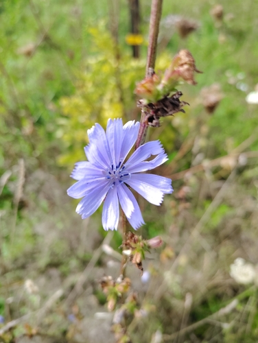 chicory