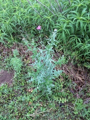 Cirsium texanum