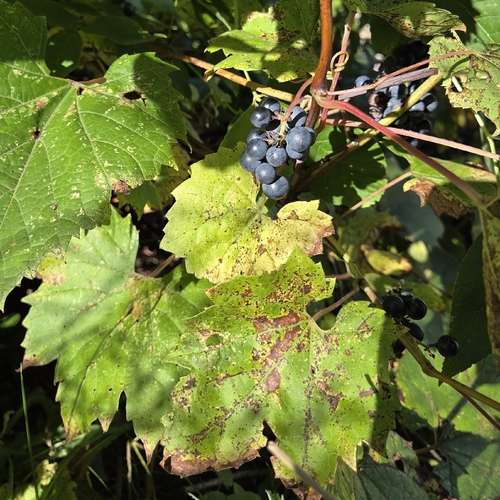 Vitis riparia, photograph 6