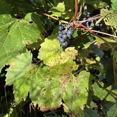 Vitis riparia, photograph (c) S Boisvert, some rights reserved (CC BY)