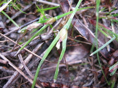 Centrolepis aristata