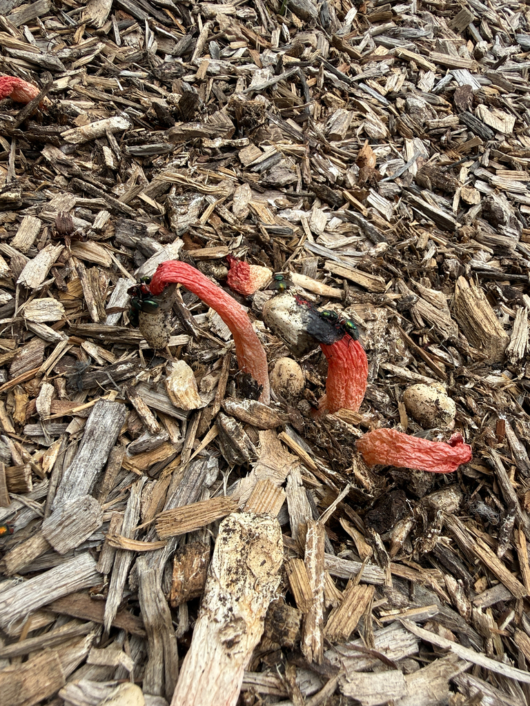 Wrinkly Stinkhorn · September 2026 · photo: Photo: (c) Carrie Seltzer, some rights reserved (CC BY) · iNaturalist