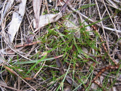 Centrolepis aristata