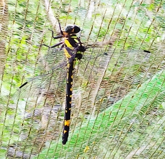 Gomphidia kodaguensis