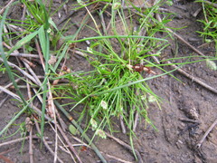 Isolepis levynsiana