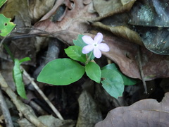 Pseuderanthemum verapazense
