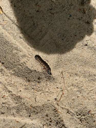 Orange-tipped Oakworm Moth