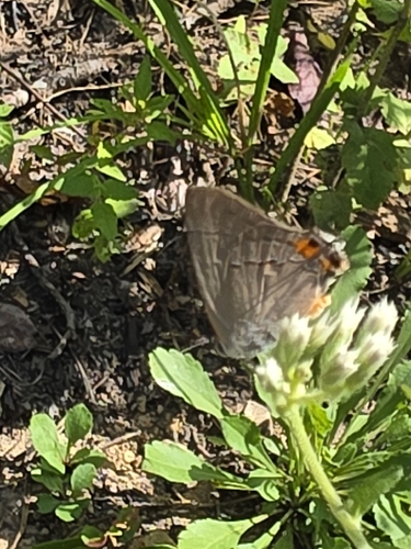 Gray Hairstreak