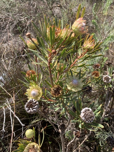 Protea scolymocephala, photograph 4