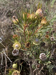(c) Dave Richardson, some rights reserved (CC BY) Protea scolymocephala, photograph (c) Dave Richardson, some rights reserved (CC BY)