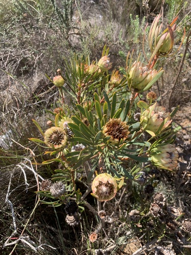 Protea scolymocephala, photograph 5
