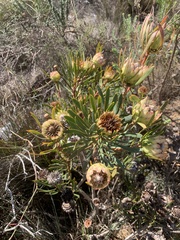 (c) Dave Richardson, some rights reserved (CC BY) Protea scolymocephala, photograph (c) Dave Richardson, some rights reserved (CC BY)