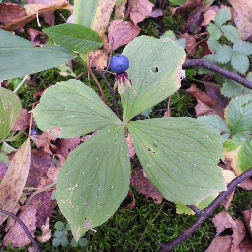 Paris quadrifolia, photograph 2