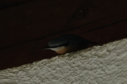 Eurasian Nuthatch