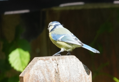 Eurasian Blue Tit