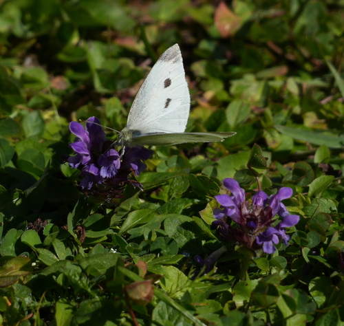 Small White