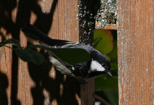 Coal Tit