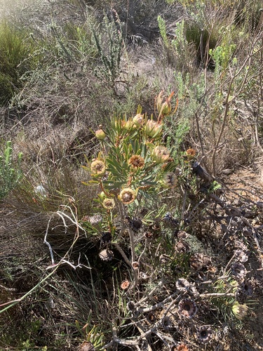 Protea scolymocephala, photograph 6