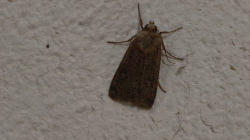 Square-spot Rustic