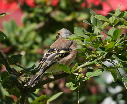 Common Chaffinch