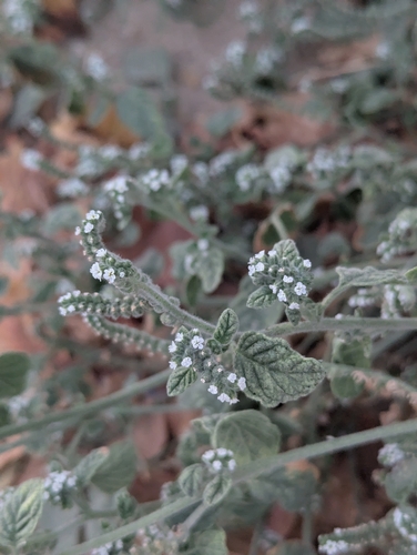 European heliotrope