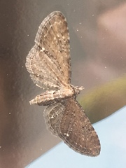Eupithecia tripunctaria