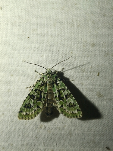 Merveille du Jour
