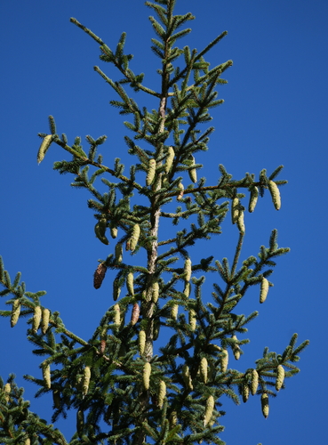 Norway spruce