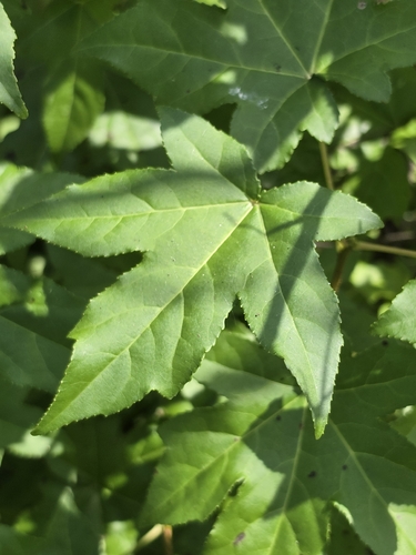 American sweetgum